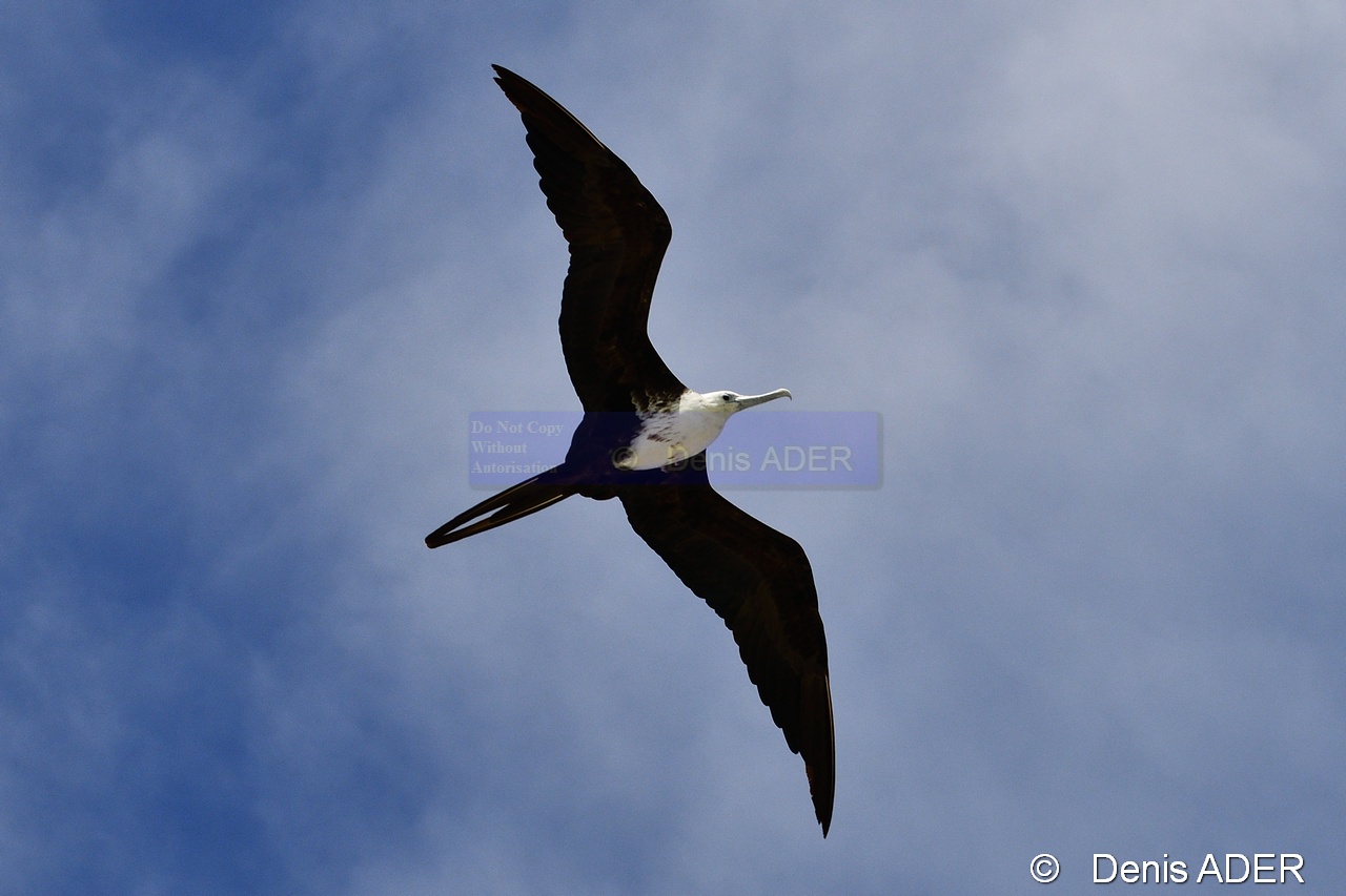 Fregata magnificens Fregate superbe Magnificent Frigatebird DSC_7906_00057_tn.jpg